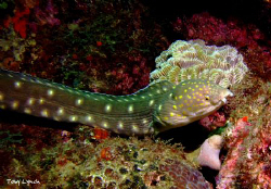 Sharp tail eel on the move. by Toby Lynch 